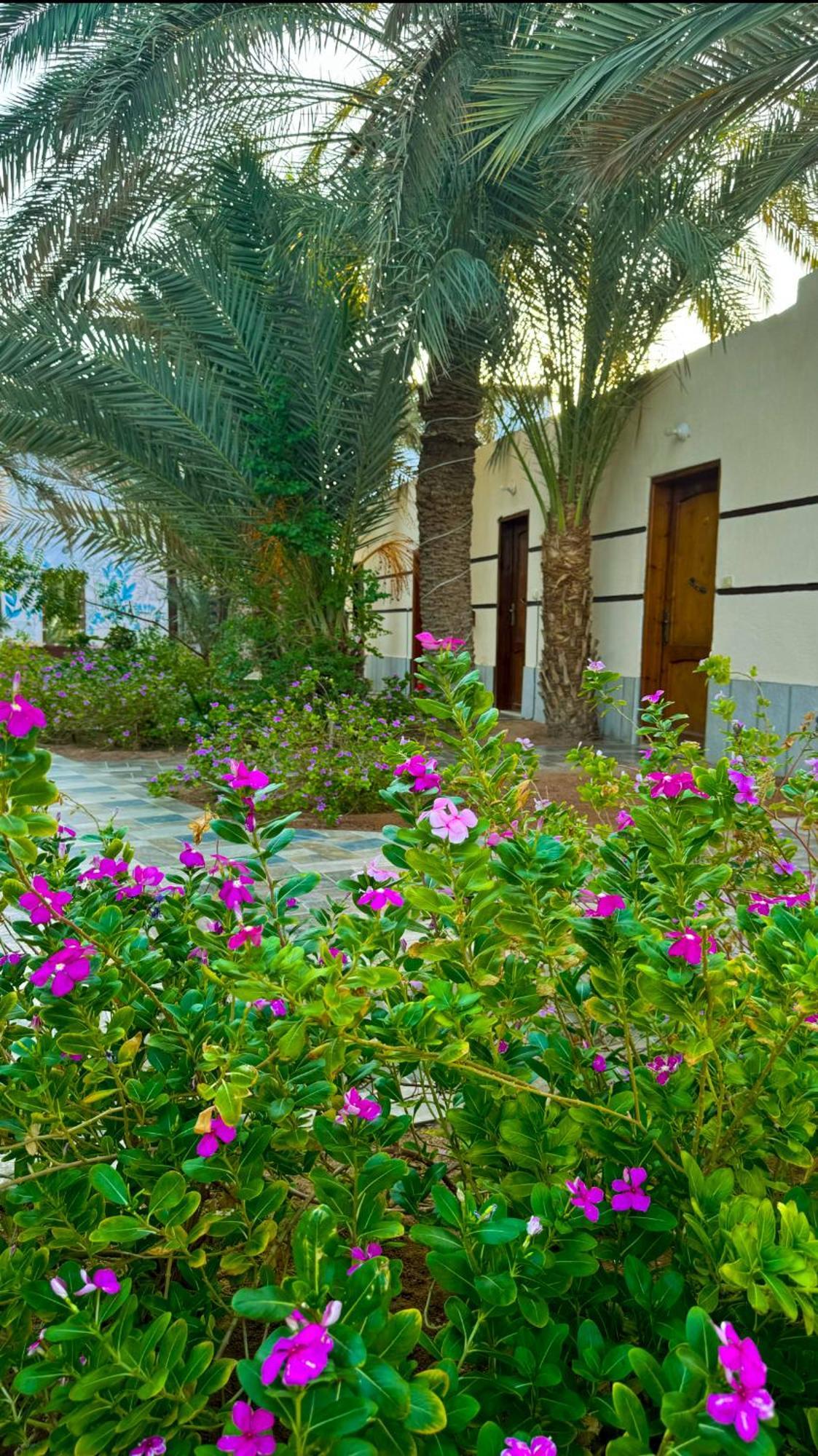 Miramar Camp Dahab Ξενοδοχείο Εξωτερικό φωτογραφία