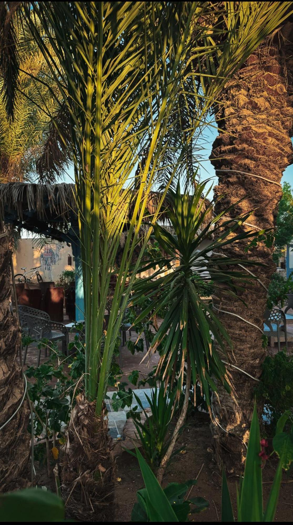 Miramar Camp Dahab Ξενοδοχείο Εξωτερικό φωτογραφία