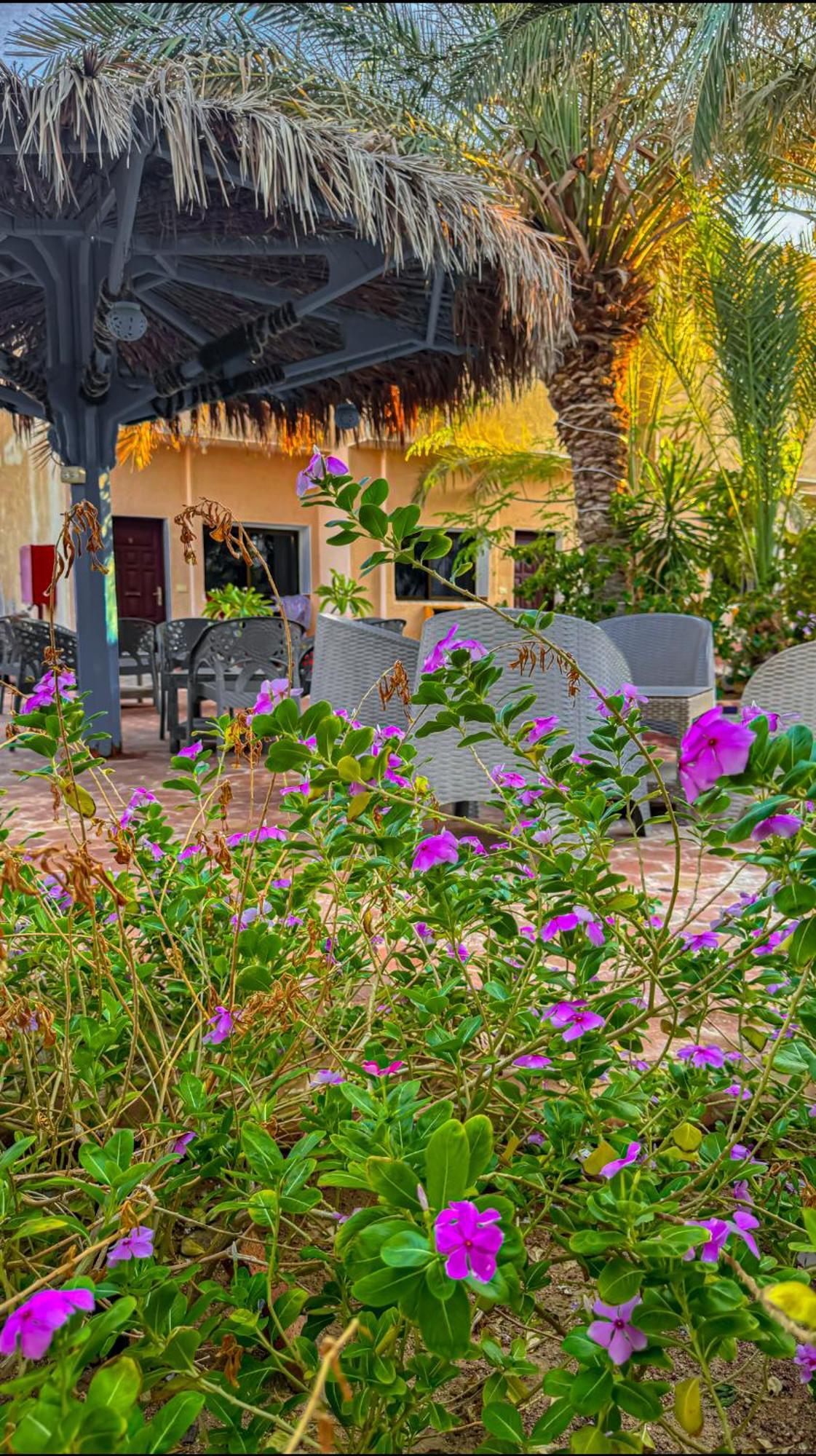 Miramar Camp Dahab Ξενοδοχείο Εξωτερικό φωτογραφία